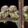 Brd36_1337597_4927_t