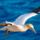 Brd42_1337603_4700_t