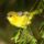 Brd43_1337604_6811_t