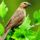 Brd66_1337641_2840_t