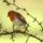 Brd68_1337643_8331_t