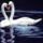 Brd69_1337644_3809_t