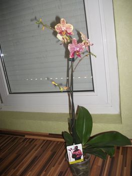 Cifra phalaenopsis