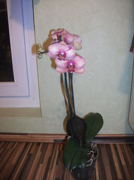 Cirmos phalaenopsis