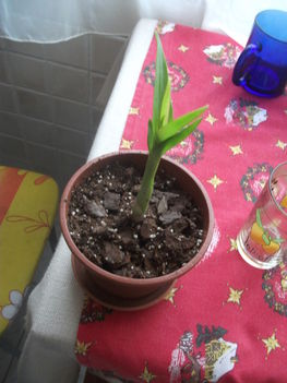 Dendrobium