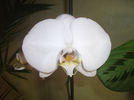 Fehér phalaenopsis