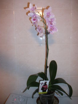 Fehér rózsaszín pöttyös phalaenopsis