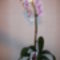 Fehér rózsaszín pöttyös phalaenopsis