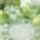 Lepkes_terito_1337901_9510_t