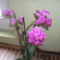 Lila midi méretű phalaenopsis