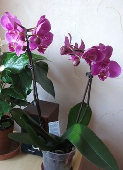 Lila phalaenopsis