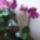 Lila_phalaenopsis-001_1337931_9197_t