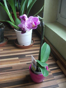 Mini cirmos phalaenopsis