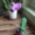 Mini_cirmos_phalaenopsis_1337954_7587_t