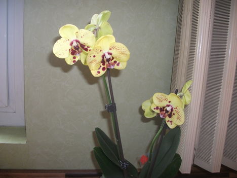 Sárga lila pöttyös phalaenopsis