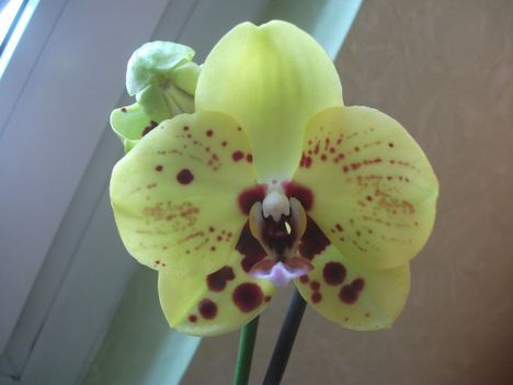 Sárga lila pöttyös phalaenopsis