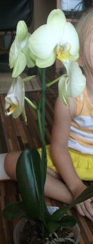 Világos zöld phalaenopsis