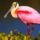 Brd149_1338308_9656_t