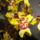 Dsc06031_cambria__25_1338661_7667_t