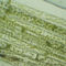 fonalas alga