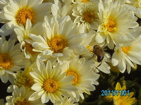 Méhecskés kép
