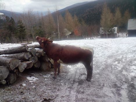 Csángó szomszéd egyik tehene