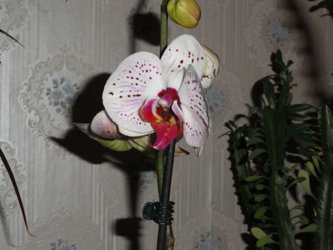DSC05243