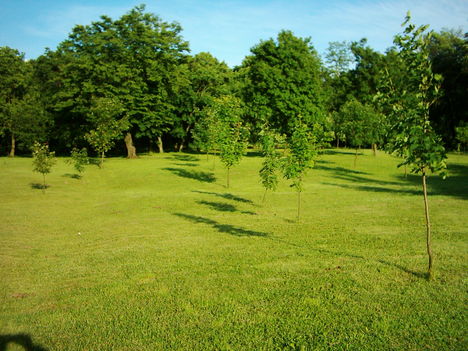 felsővadász 1 (5)