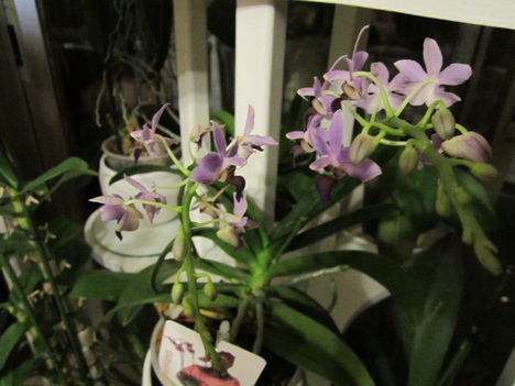 kék orchidea 1