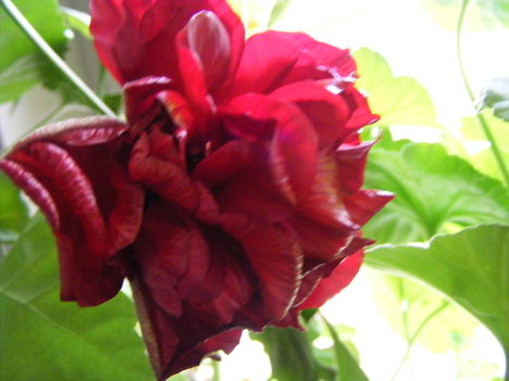 Kinyílt hibiscus