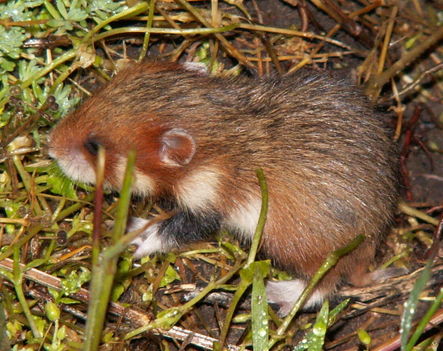 Kishörcsög - Cricetus cricetus