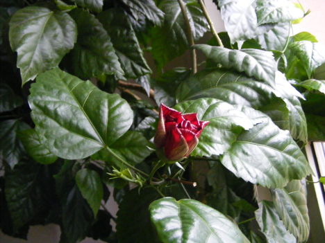 Még bimbós hibiscus