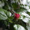 Még bimbós hibiscus