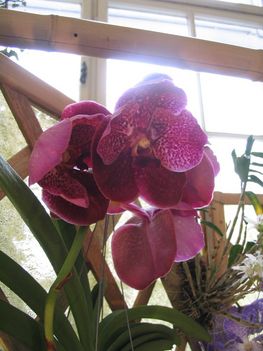 Orchidea lila