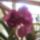 Orchidea_lila_133135_79265_t