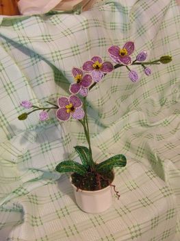 orchidea lilában