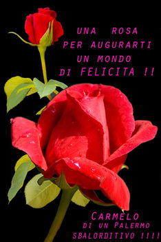 rosa2