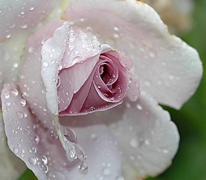 Rosa harmatos SZEP