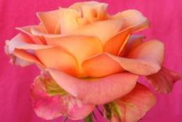 ROSA sarga kicsi rosaszin