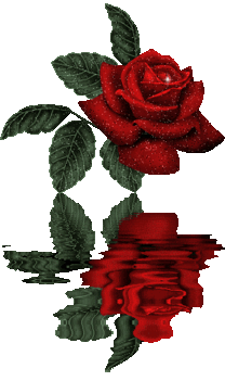 Rosa vizes