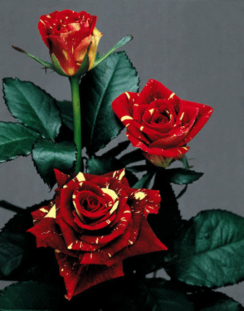 szép rózsa 3