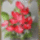 Szeretettel_koszontom_jolan_nevu_kedves_klubtarsaimatboldog_nevnapot_1303186_6425_t