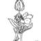 virágtündér tulipánnal