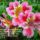 Szep_napot_az_igaz_es_hamis_baratoknak_1341943_6813_t