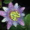 passiflora_alato_caerulea_1274517_6169_n