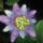 Passiflora_alato_caerulea_1274517_6169_n_1342152_9951_t