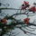A_csodas_fa_viraga_kozelebbrol_1343454_8566_t