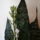 Sansaveira_viraga_1343933_3181_t