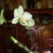 Sárga orhidea