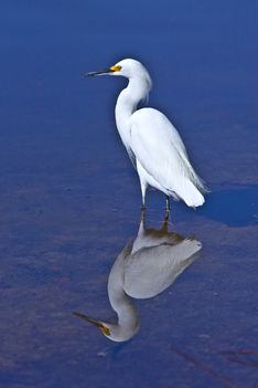 Snowy Egret (Nemes Kócsag)